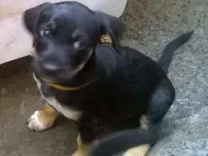 Cachorro raça Vira Lata idade Abaixo de 2 meses nome Princesa