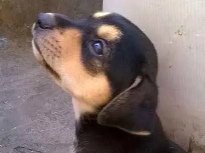 Cachorro ra a Vira Lata idade Abaixo de 2 meses nome Big bolao