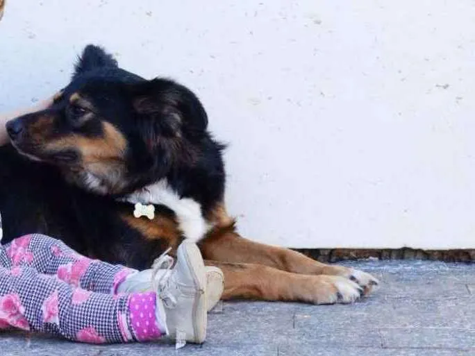 Cachorro ra a SRD idade 3 anos nome Emmily