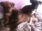 Cachorro raça pinscher idade 2 a 6 meses nome anna,maria e sophia