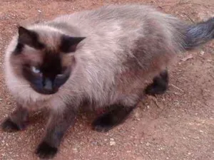 Gato raça siames idade 1 ano nome naninha