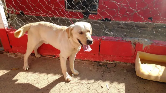 Cachorro ra a Labrador idade 4 anos nome DADO
