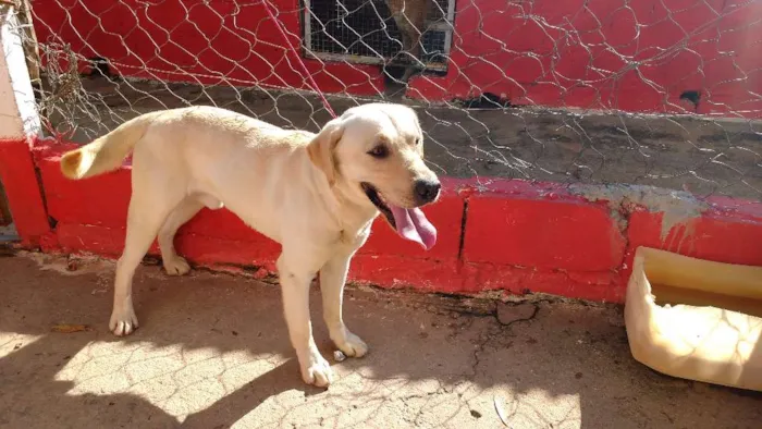 Cachorro ra a Labrador idade 4 anos nome DADO