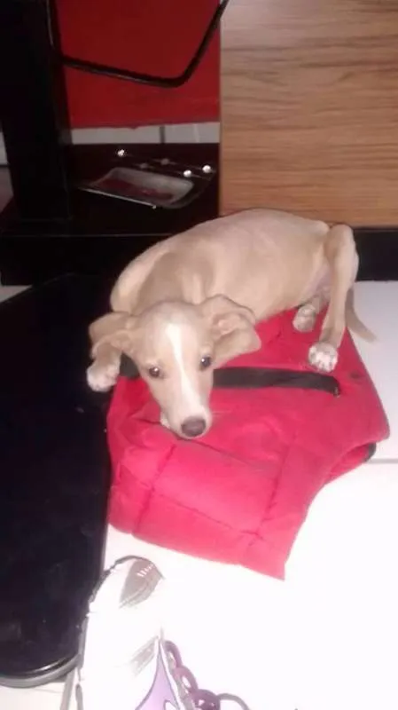 Cachorro ra a Vira Lata idade 2 a 6 meses nome Romeu