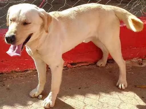 Cachorro ra a Labrador idade 4 anos nome DADO