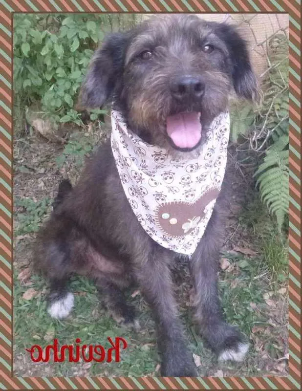 Cachorro ra a SRD idade 4 anos nome KEVINHO