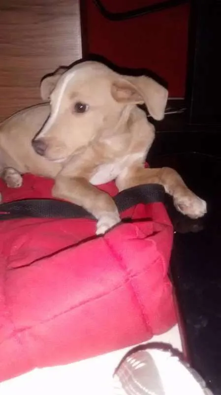 Cachorro ra a Vira Lata idade 2 a 6 meses nome Romeu