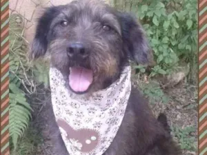 Cachorro raça SRD idade 4 anos nome KEVINHO