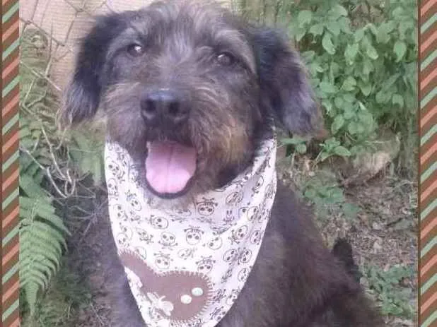 Cachorro ra a SRD idade 4 anos nome KEVINHO