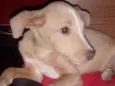 Romeu