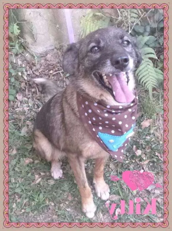 Cachorro ra a SRD idade 4 anos nome KITTY