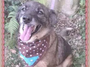 Cachorro raça SRD idade 4 anos nome KITTY