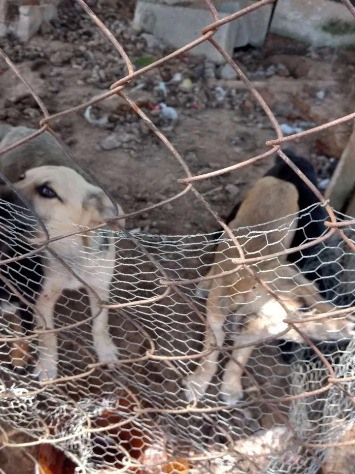 Cachorro ra a Vira lata idade 2 a 6 meses nome Sem nome