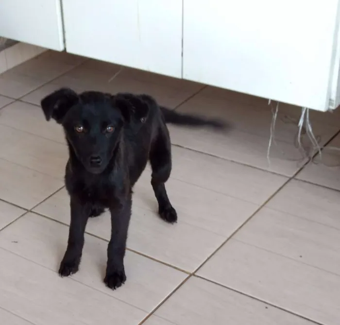 Cachorro ra a Vira lata idade 2 a 6 meses nome Sem nome