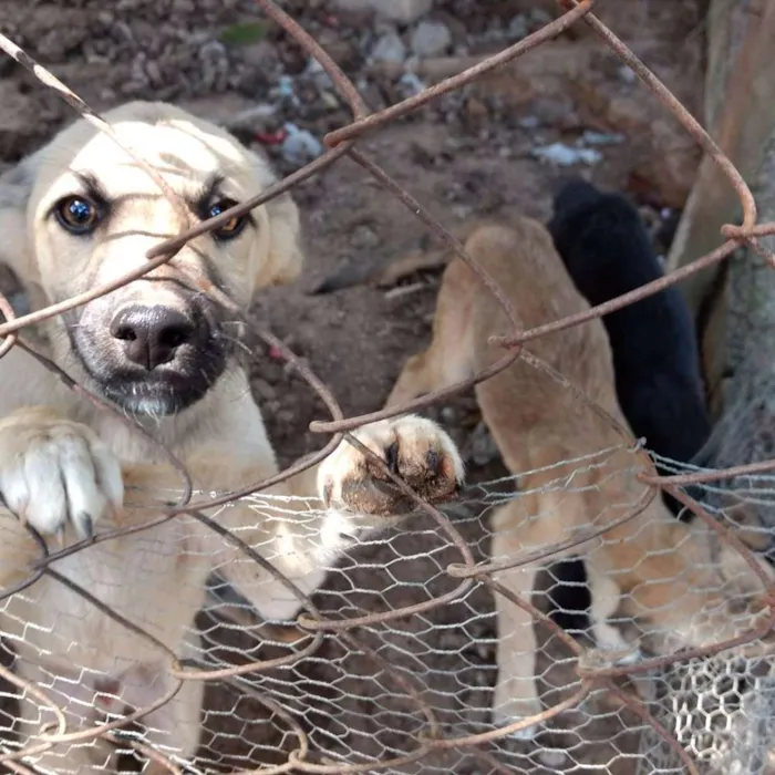 Cachorro ra a Vira lata idade 2 a 6 meses nome Sem nome