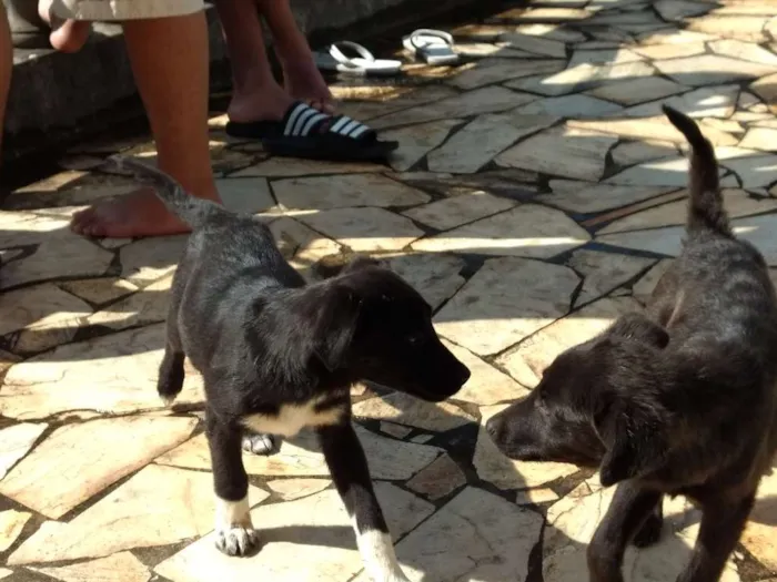 Cachorro ra a Vira lata idade 2 a 6 meses nome Sem nome