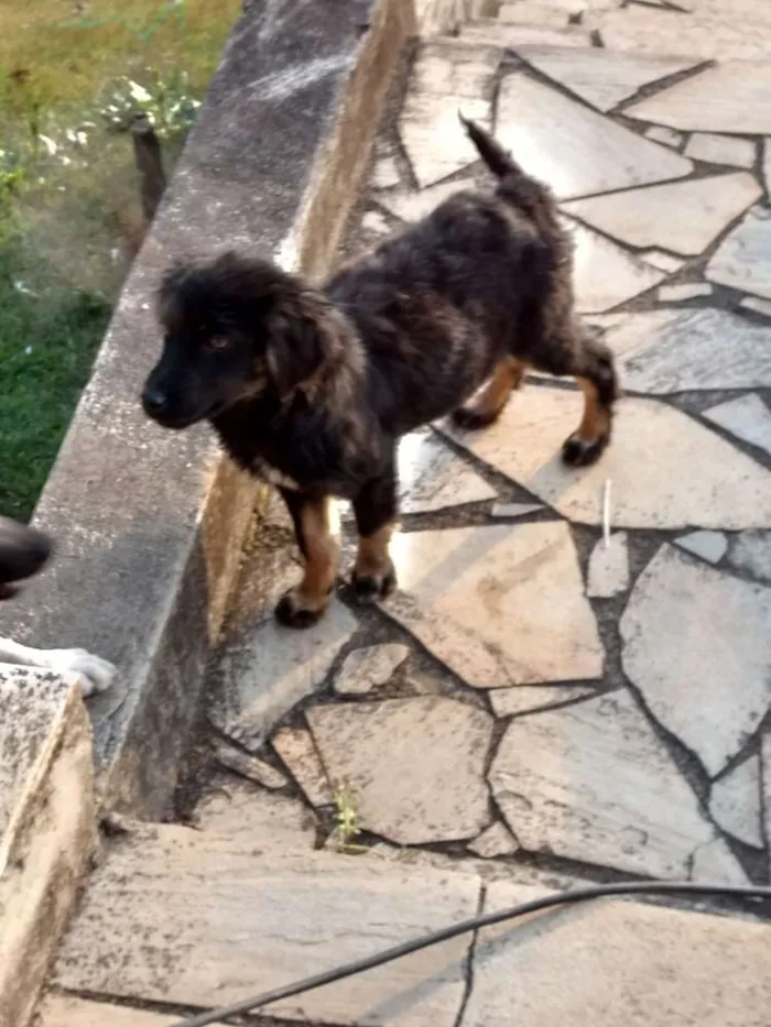 Cachorro ra a Vira lata idade 2 a 6 meses nome Sem nome