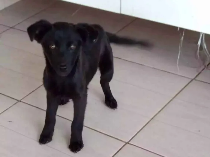 Cachorro ra a Vira lata idade 2 a 6 meses nome Sem nome