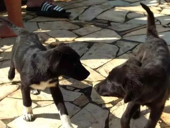 Cachorro ra a Vira lata idade 2 a 6 meses nome Sem nome