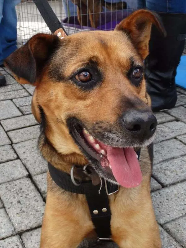 Cachorro ra a SRD idade 2 anos nome Princesa