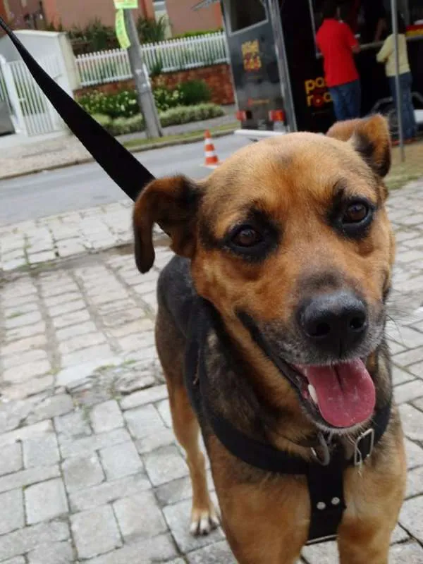 Cachorro ra a SRD idade 2 anos nome Princesa