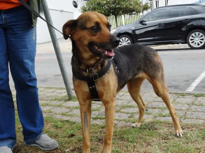 Cachorro ra a SRD idade 2 anos nome Princesa