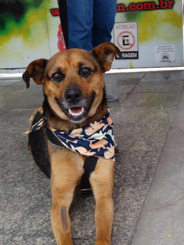 Cachorro ra a SRD idade 2 anos nome Princesa