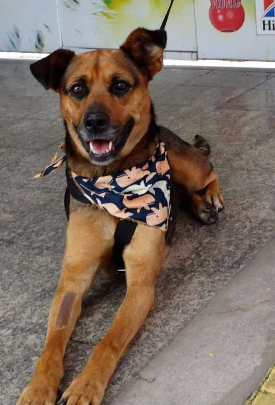 Cachorro ra a SRD idade 2 anos nome Princesa
