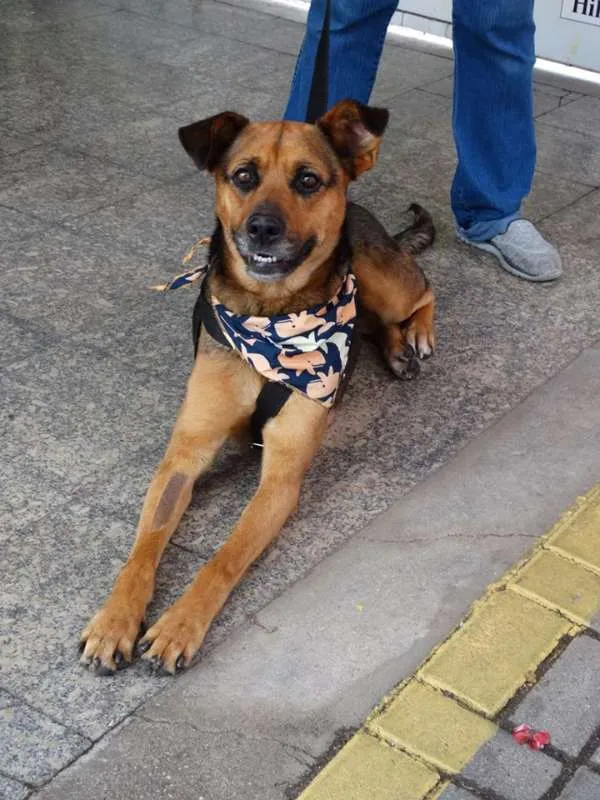 Cachorro ra a SRD idade 2 anos nome Princesa