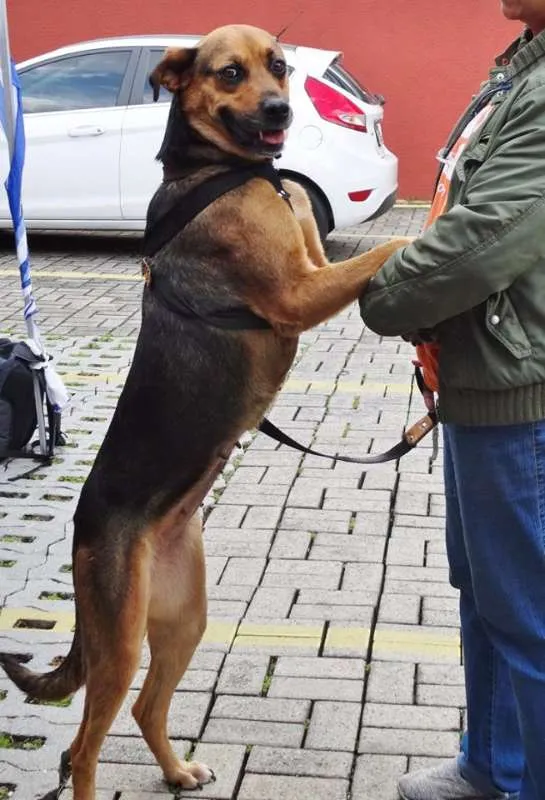 Cachorro ra a SRD idade 2 anos nome Princesa