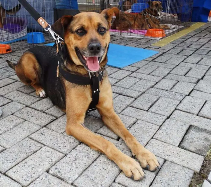 Cachorro ra a SRD idade 2 anos nome Princesa