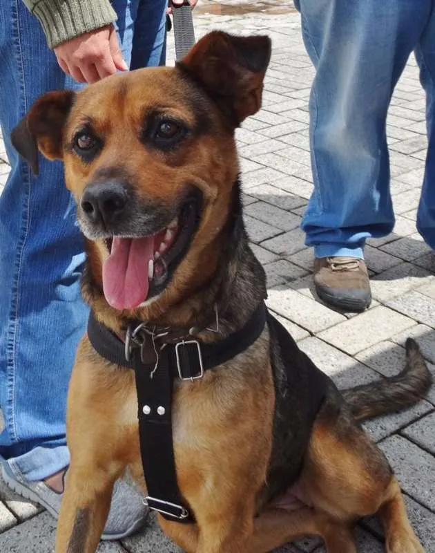 Cachorro ra a SRD idade 2 anos nome Princesa