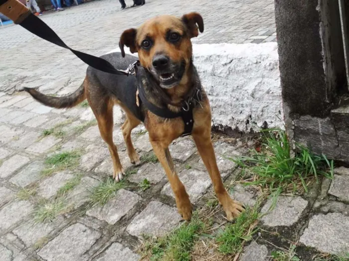 Cachorro ra a SRD idade 2 anos nome Princesa