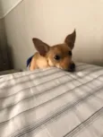 princesa