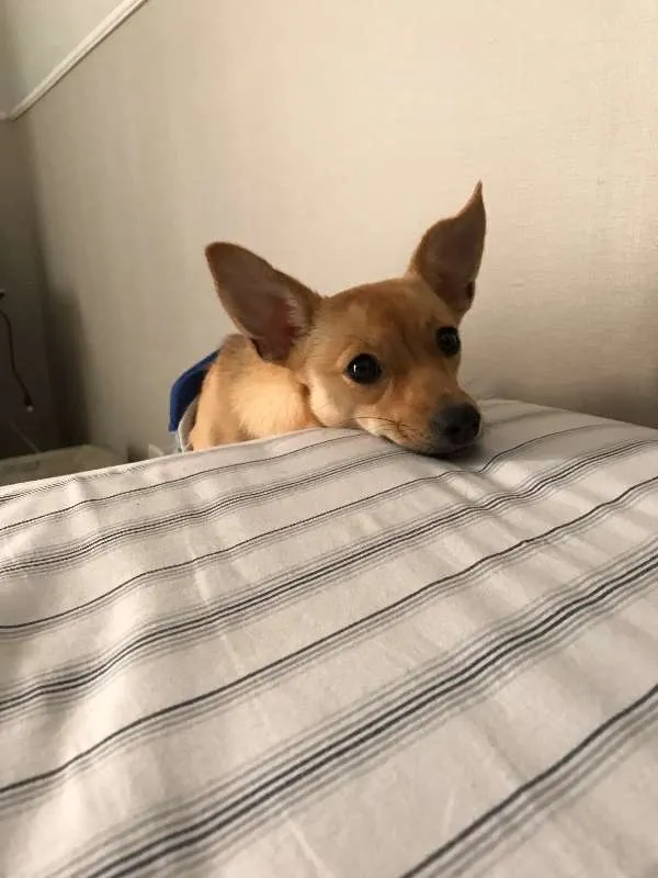 Cachorro raça srv idade 7 a 11 meses nome princesa