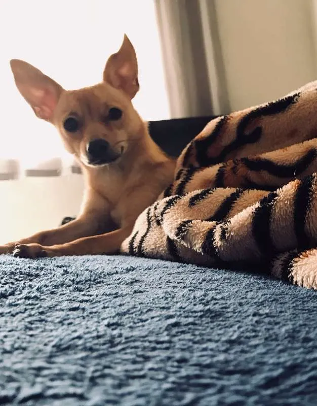 Cachorro raça srv idade 7 a 11 meses nome princesa