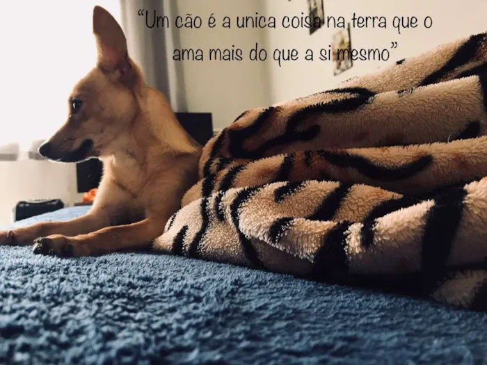 Cachorro raça srv idade 7 a 11 meses nome princesa