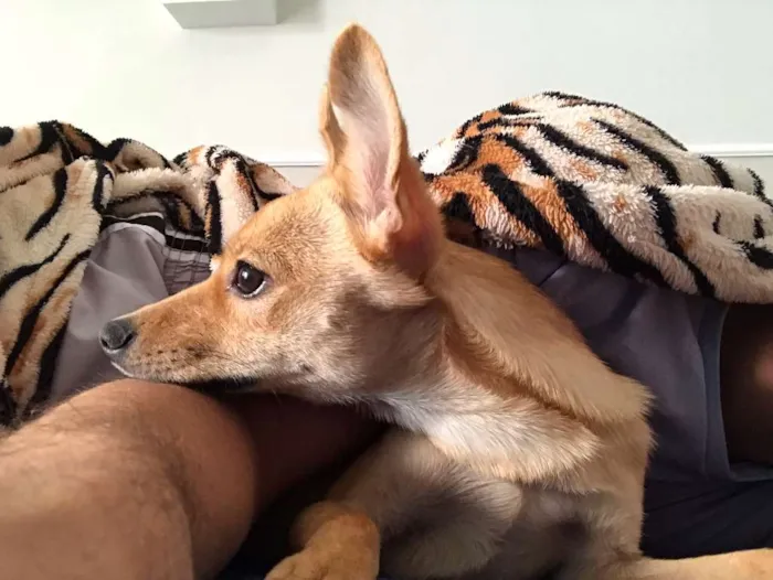 Cachorro raça srv idade 7 a 11 meses nome princesa
