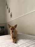 princesa