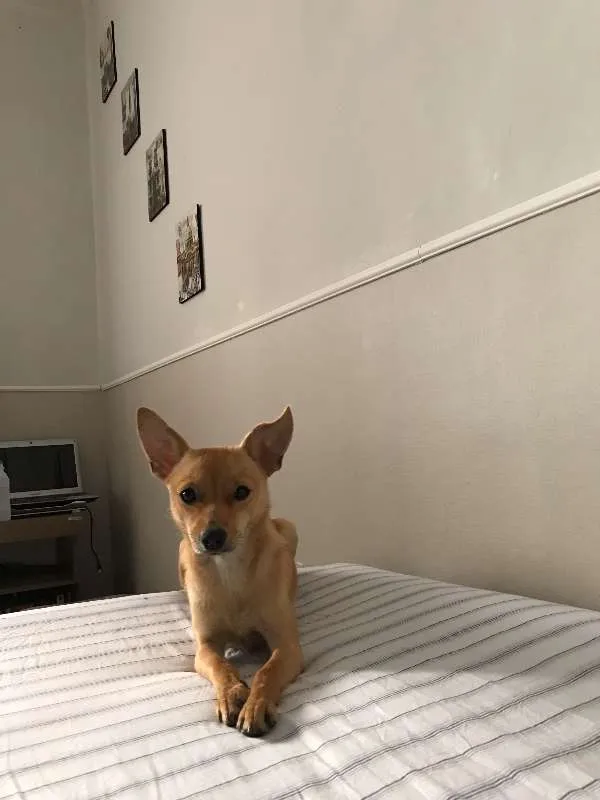 Cachorro raça srv idade 7 a 11 meses nome princesa