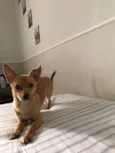 princesa