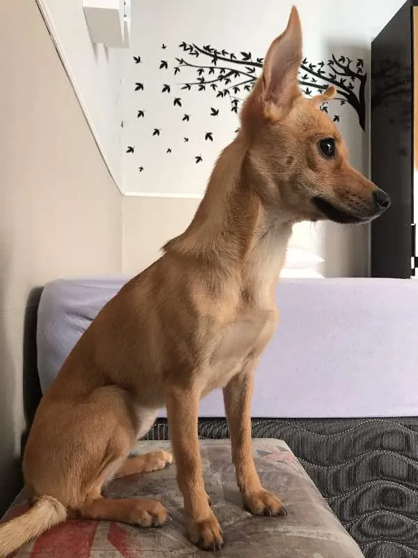 Cachorro raça srv idade 7 a 11 meses nome princesa