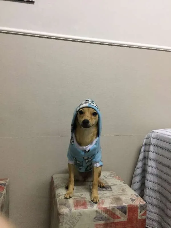 Cachorro raça srv idade 7 a 11 meses nome princesa