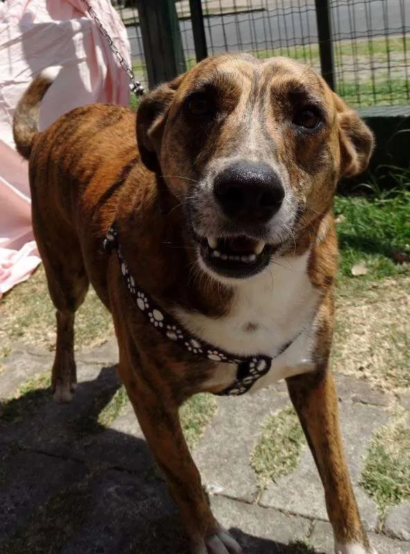 Cachorro ra a SRD idade 2 anos nome Lolla