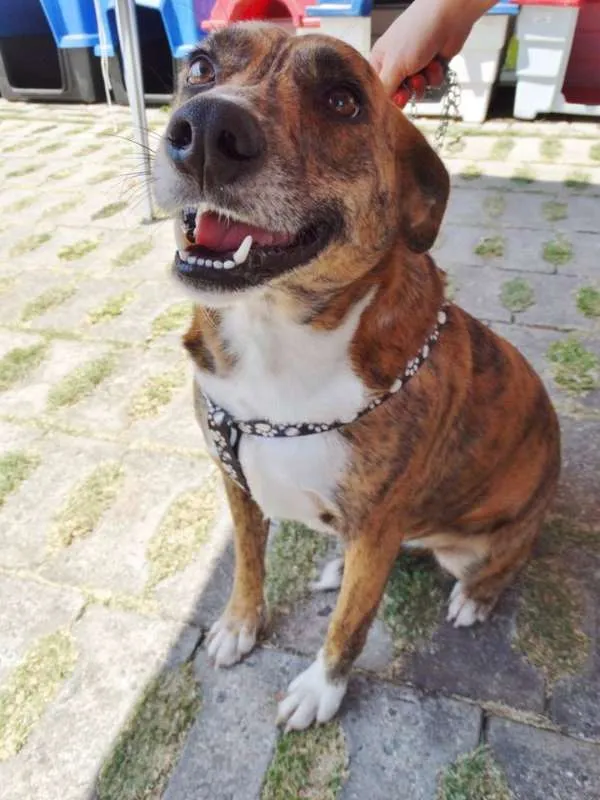 Cachorro ra a SRD idade 2 anos nome Lolla