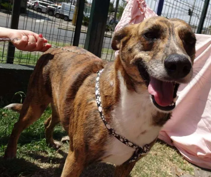 Cachorro ra a SRD idade 2 anos nome Lolla