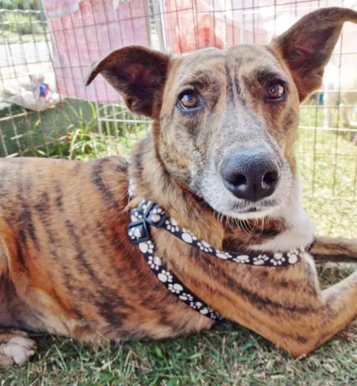 Cachorro ra a SRD idade 2 anos nome Lolla