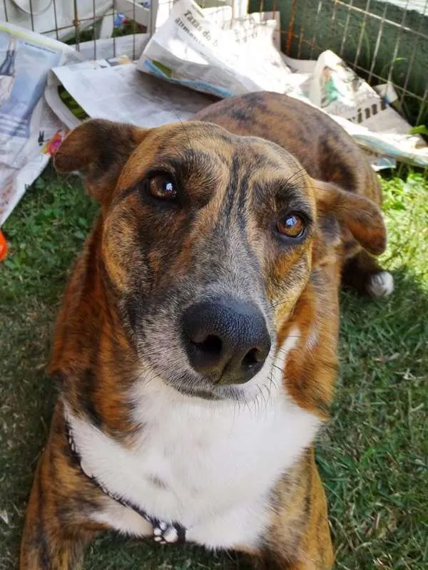 Cachorro ra a SRD idade 2 anos nome Lolla