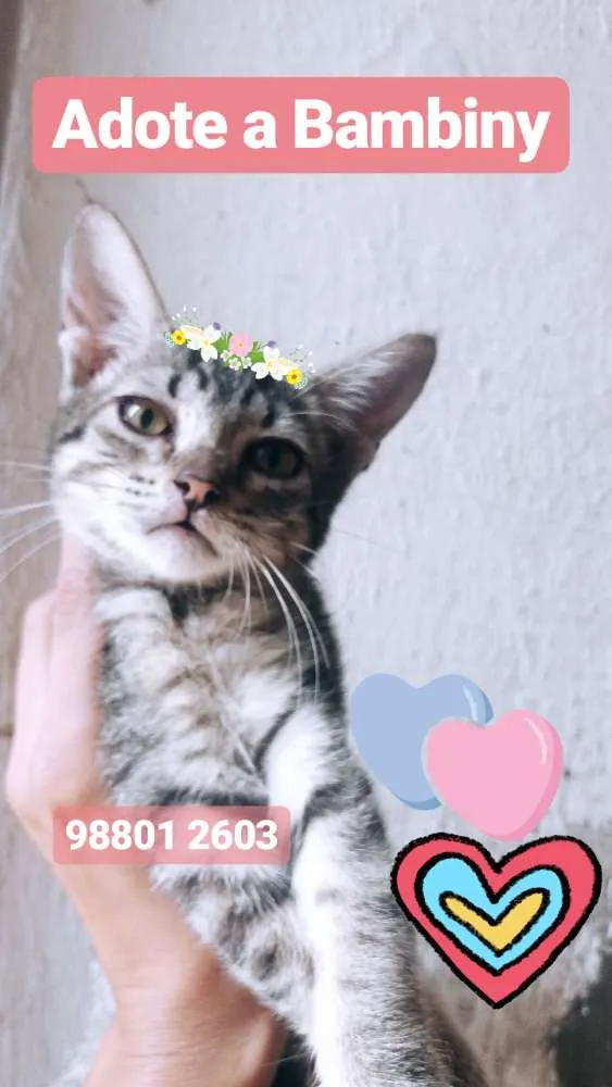 Gato ra a Srd idade 2 a 6 meses nome Bambiny