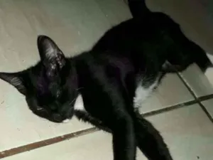 Gato raça Não sei qual raça  idade 1 ano nome Não tem nome 